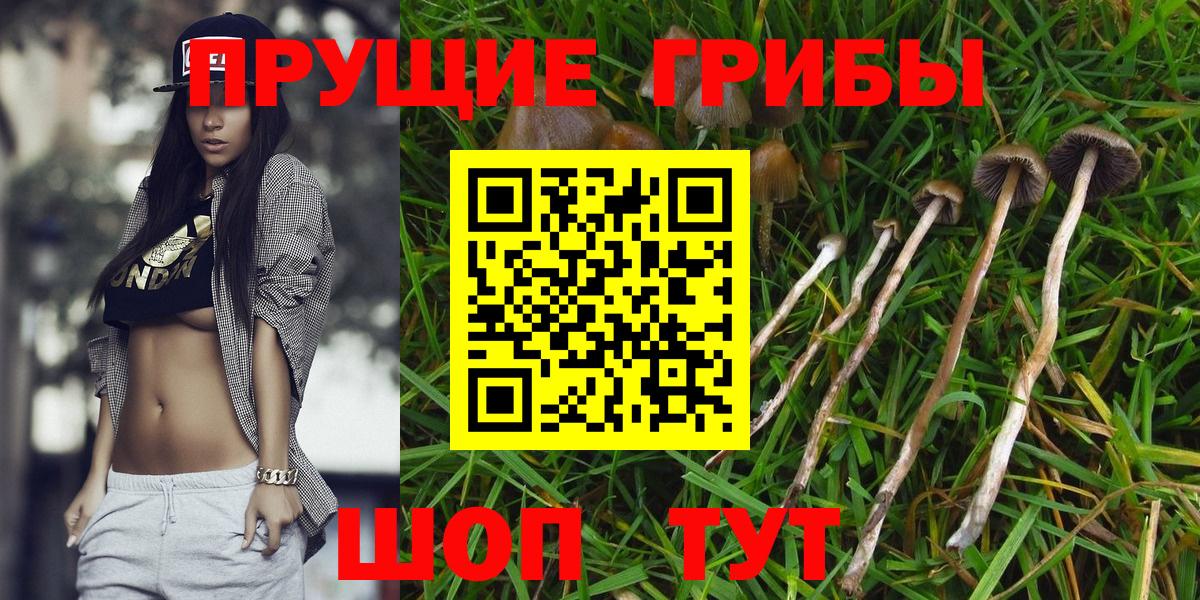 Псилоцибиновые грибы Psilocybine cubensis Егорьевск